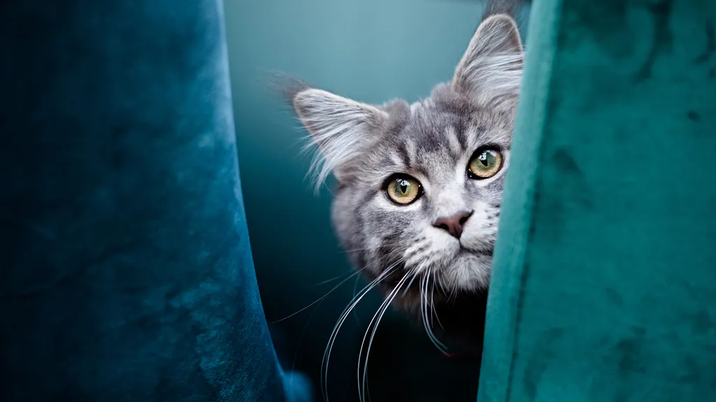 Обои на рабочий стол: Кот