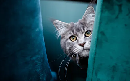 Кот, Взгляд, Поза, Серый, Портрет, Кресло, Мордашка