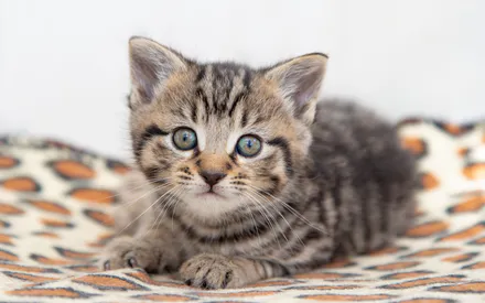 Кошка, Взгляд, Покрывало, Лежит