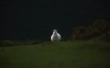 Овца, Природа, Пейзаж, Зеленый