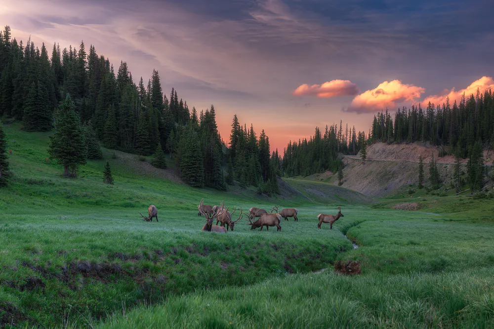 Wallpaper Deer 1600x900