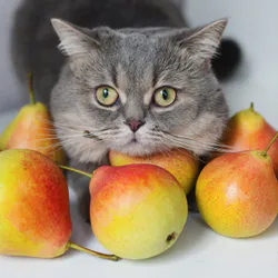 Brown Cat Fruit Close Up