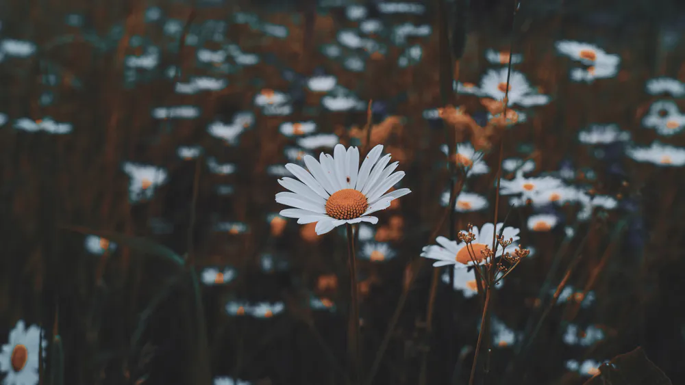 Wallpaper Daisies 3440x1440