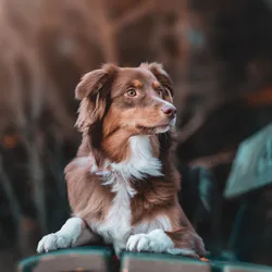 Australian shepherd