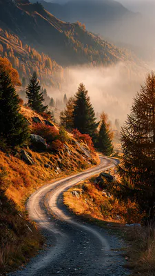 Горы, Лес, Туман, Сосны, Скалы, Золотые листья, Извилистая дорога