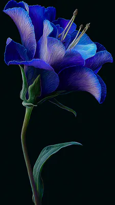 Лилия, Листья, Стебель, Черный фон, Amoled, Контурная иллюстрация, Цифровой арт, Макро