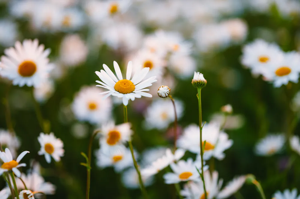 Wallpaper Daisies 3440x1440