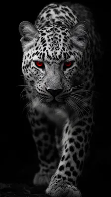 Predator, Red Eyes, Dark Background, Portrait, Contrast, Spotted Fur, Amoled