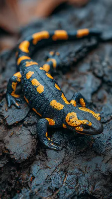 Желтые пятна, Черная кожа, Амфибия, Макрофото, Текстура, Влажная среда, Мох, Природа