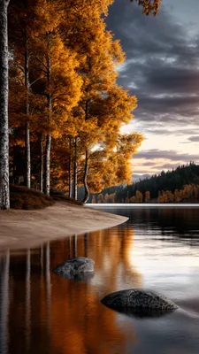 Lake, Lake, Reflection, Trees, Yellow Leaves, Birch, Nature