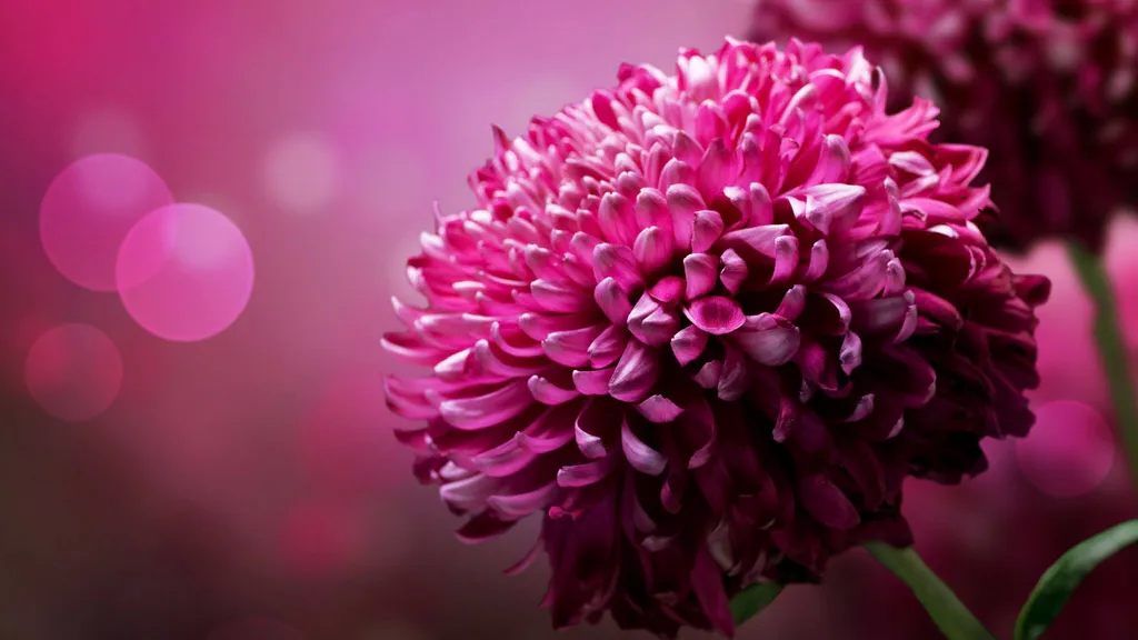 Desktop wallpaper: Chrysanthemums