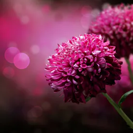 Chrysanthemum, Pink Flowers