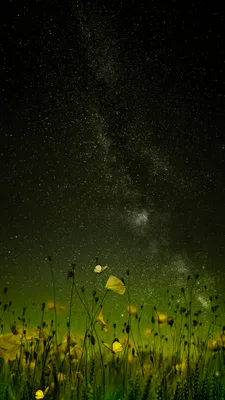 Field, Starry Sky, Night, Yellow Flowers