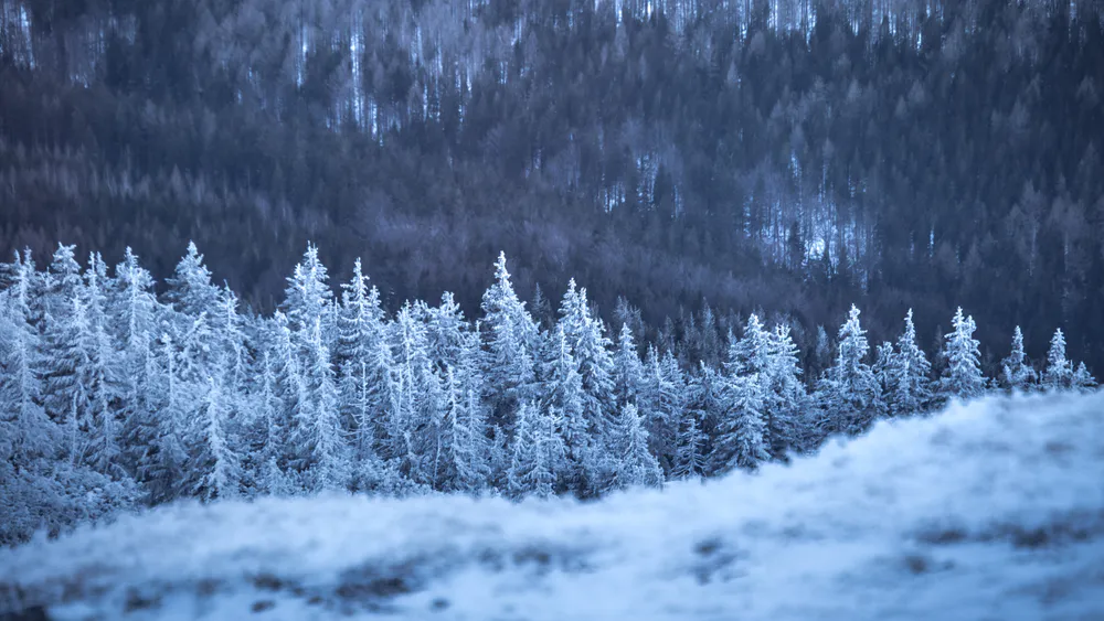 Wallpaper Frozen Forest 1080x2400