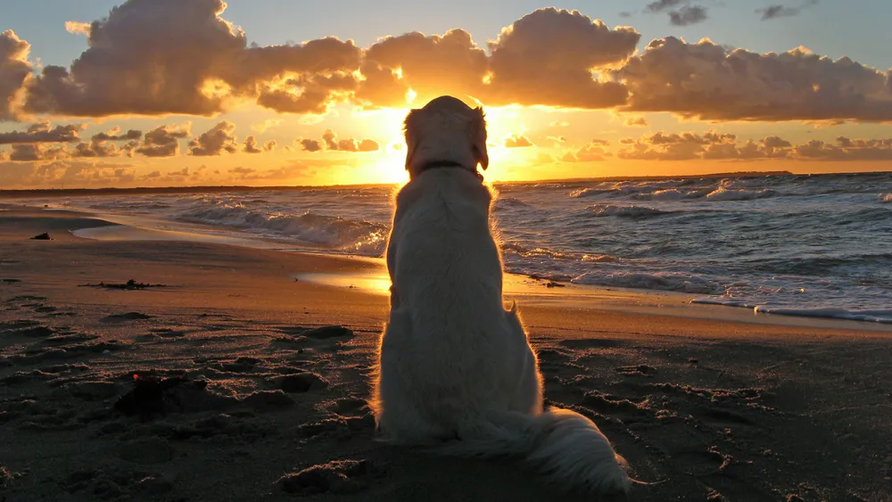 Wallpaper Beach Dog Watches the Sunset 1024x576