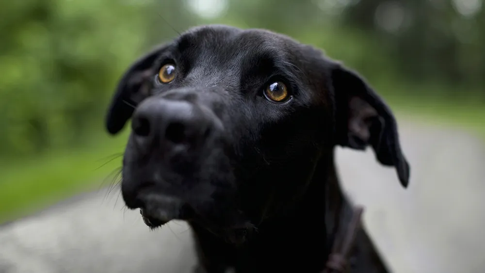Wallpaper Black dog 640x960
