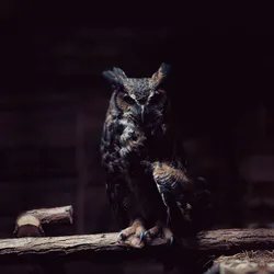 Mechanical owl