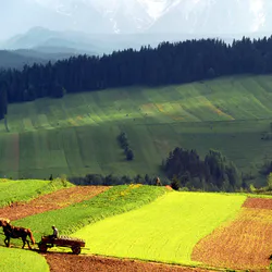 Field