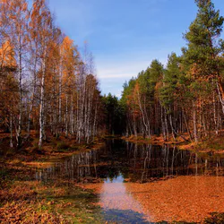 Pond