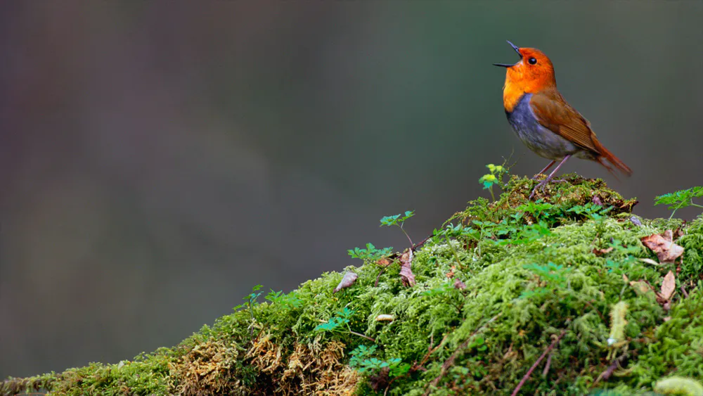 Wallpaper Japanese Robin 1920x1080
