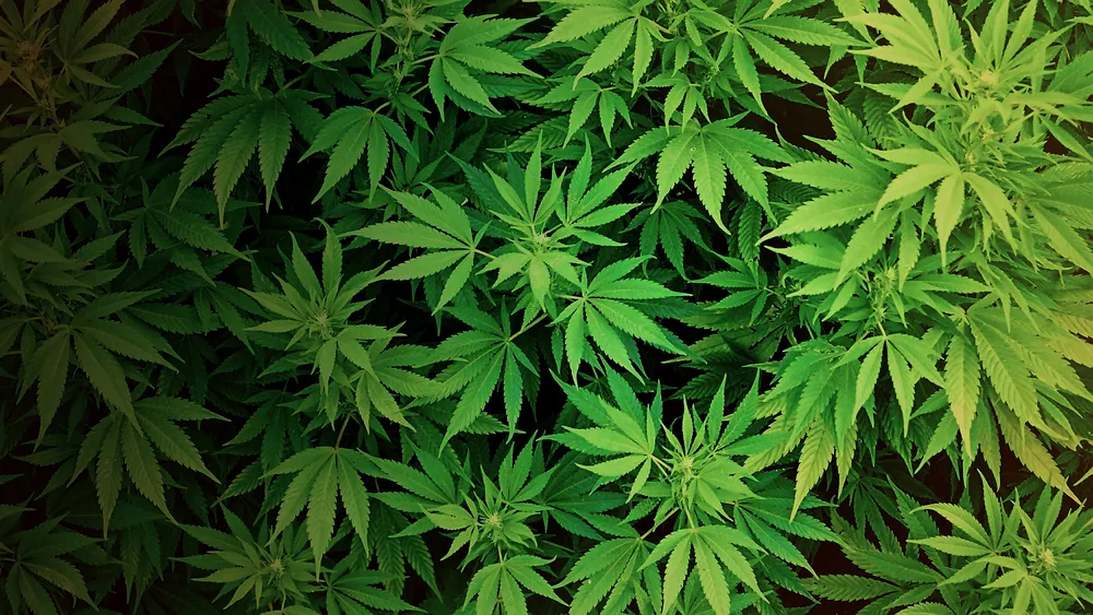 Wallpaper Marijuana plants 1024x576