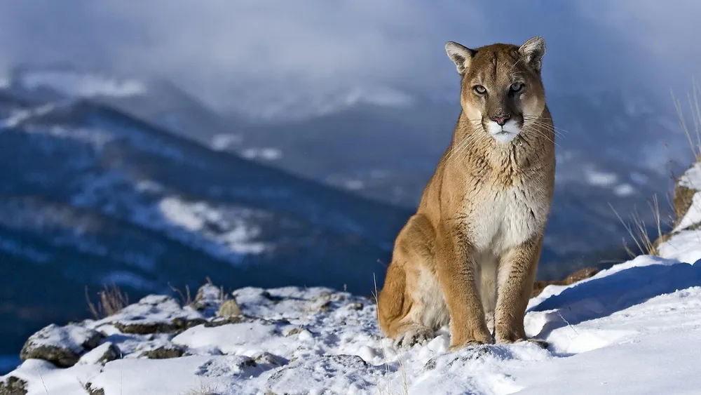 Wallpaper Mountain Lion in the Snow 1366x768