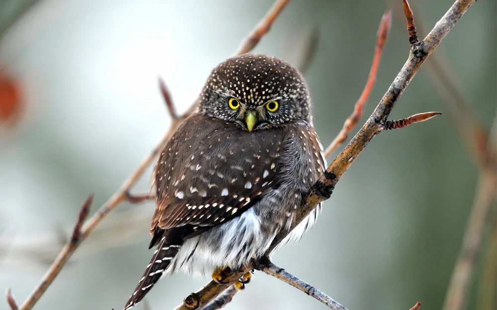 Wallpaper Plump Little Owl 2048x1536