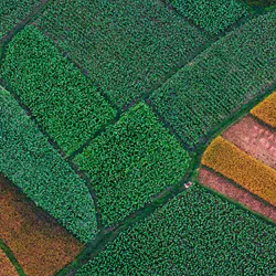 Rice fields