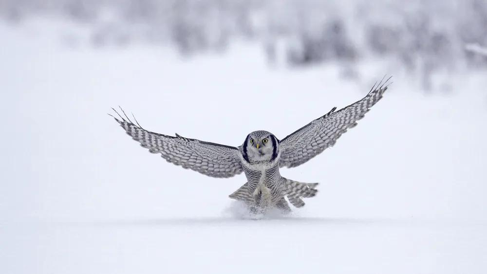 Wallpaper Snowy Owl 1920x1080