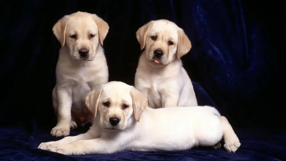 Wallpaper Yellow Labrador Puppies 1024x1024