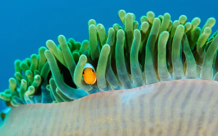 Подводная, Макро, Коралловый риф, Яркие цвета, Зелено-голубые оттенки, Морские обитатели, Животные