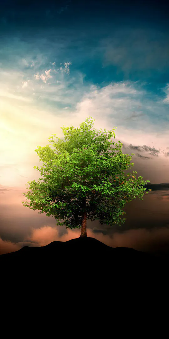Обои на телефон: Одинокое дерево