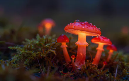 Опята, Роса, Мох, Макро, Свечение, Ночь, Боковое, Красный, Лес