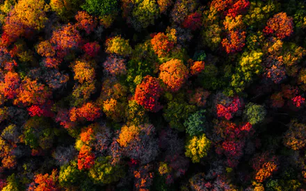 Красочные, Осень, Листва, Деревья, Воздушные, Сезонные, Природа, Оранжевый, Красный, Желтый