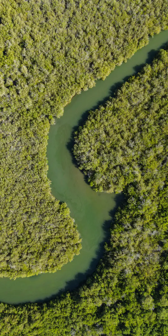 Обои на телефон: Мангровые заросли изогнутой реки