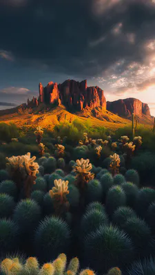 Cactus, Desert, Mountains, Sunset, Clouds, Shrubs, Arid, Orange, Blue
