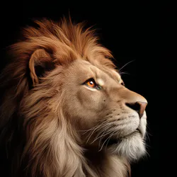 Леопард на заході сонця