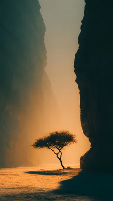 Дерево, Каньон, Силуэт, Закат, Пустыня, Тени, Одинокий, Пейзаж