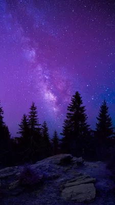 Млечный Путь, Сосновый лес, Каменистая почва, Пурпурное небо, Ночной пейзаж