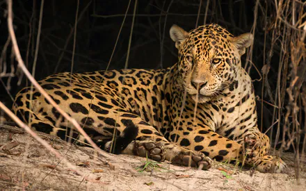 Погляд, Морда, Поза, Темний фон, Відпочинок, Стебло, Лежить, Ягуар