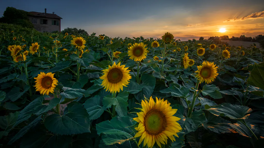 Обои на рабочий стол: Подсолнухи