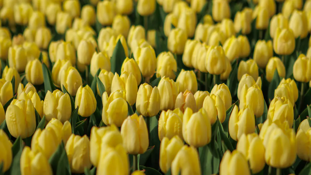 Desktop wallpaper: Tulip field