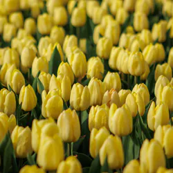 Red tulips