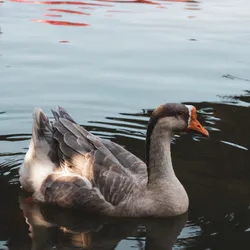 Canadian Goose Bird