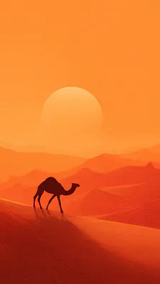 Camel, Desert, Sun, Sand, Heat