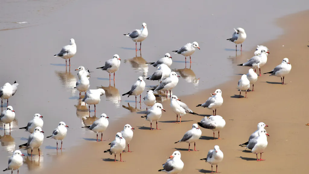 Desktop wallpaper: Seagulls