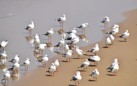 Seagulls, Birds, Shore, Beach, Sand, Sea, Ocean, Flock, Flock of Birds, Nature, Water, Reflection, White Birds, Coastline, Wildlife, Animals