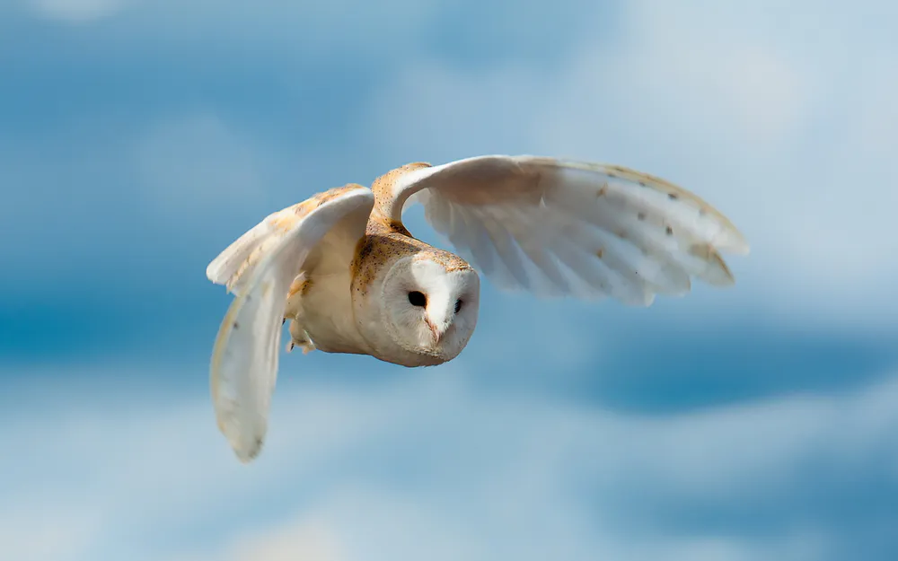 Wallpaper Flying White Owl 1440x900