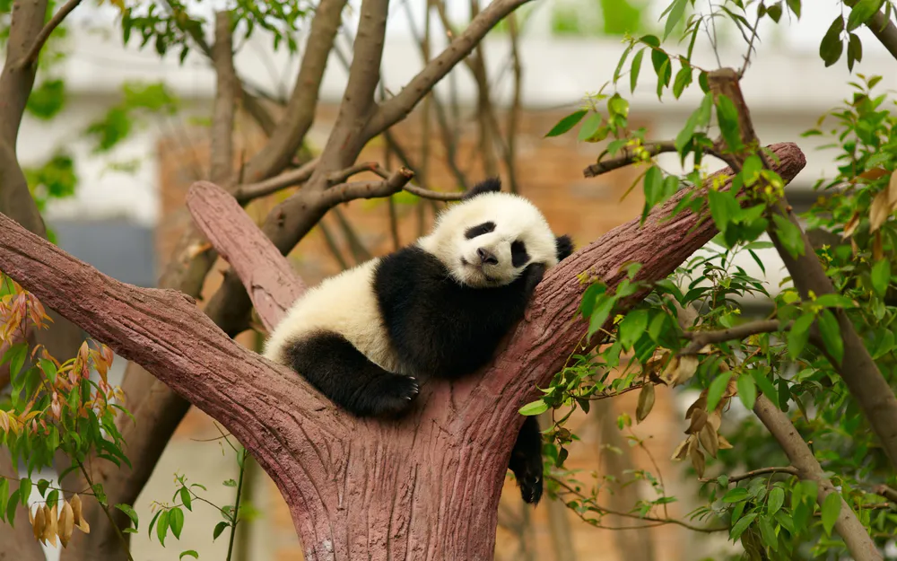 Wallpaper Sleeping panda 1920x1080