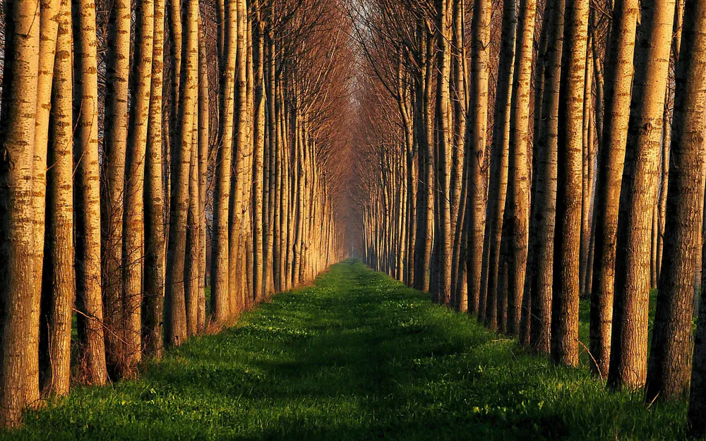 Manually crop Tree Way Beautiful Nature, Wood, Way, Beautiful, Nature ...